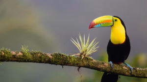 Toucan a Carène posé sur une branche