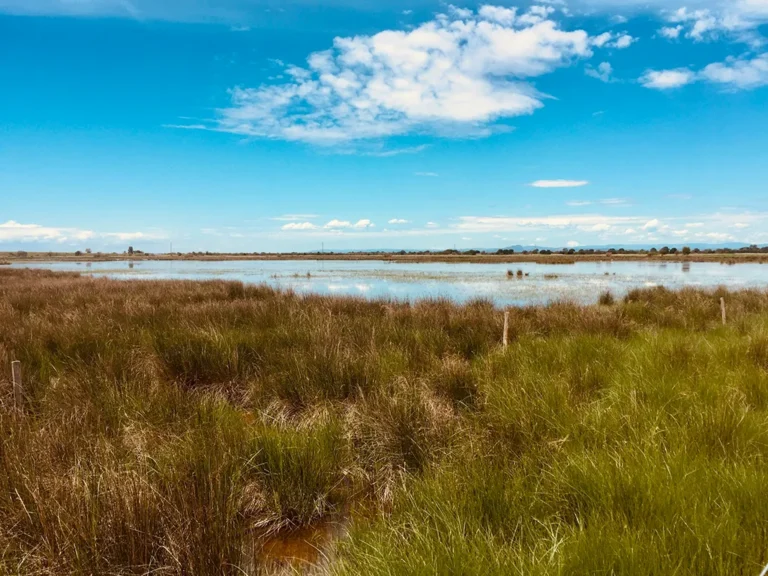 Paysage de la Camargue